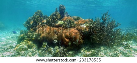 Underwater panorama in a coral reef of the Caribbean sea