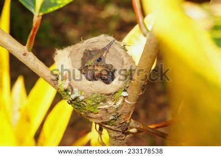 Baby bird of Rufous tailed hummingbird in nest, Costa Rica, Central America
