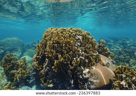 Bladed fire coral in a shallow reef with ripples of underwater surface, Caribbean sea