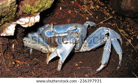Close-up view of a blue land crab, Cardisoma guanhumi, Central America, Costa Rica