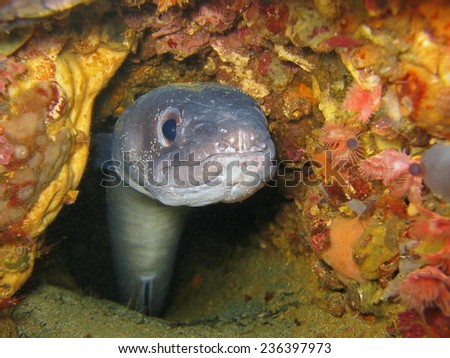 European conger underwater hidden in a hole, Mediterranean sea, Pyrenees Orientales, Roussillon, France