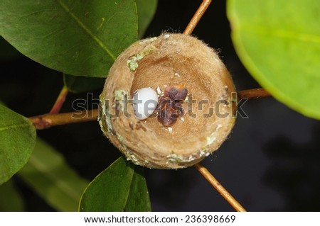 hummingbird nest with one egg and one baby, Costa Rica