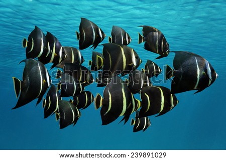 School of tropical fish, French angelfish, under water surface, Caribbean sea