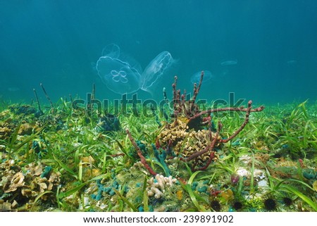 Colorful underwater life on the seabed with moon jellyfish, Caribbean sea