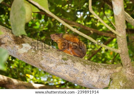 Red-tailed Squirrel, Sciurus granatensis, on a branch, Caribbean, Puerto Viejo, Central America, Costa Rica