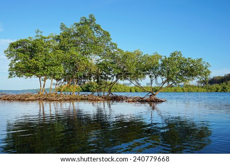 Mangrove trees in the water, archipelago of Bocas del Toro,Caribbean sea, Panama