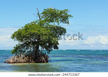 Islet of mangrove tree in the archipelago of Bocas del Toro,Caribbean sea, Panama