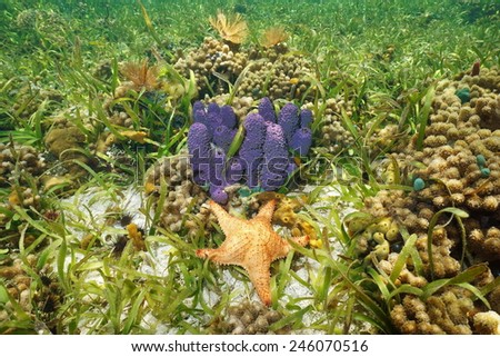 Colorful underwater animals with purple Branching tube sponge and red Cushion starfish in a coral reef, Caribbean sea