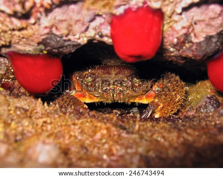 Spiny mediterranean Warty crab hidden in a hole, with red beadlet anemone, Roussillon, Pyrenees Orientales, Mediterranean sea, France