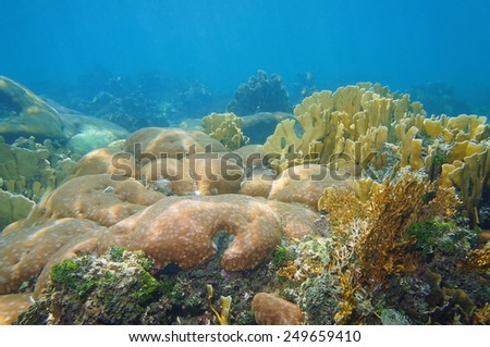 Coral reef underwater in the Caribbean sea with massive starlet and fire corals colonies