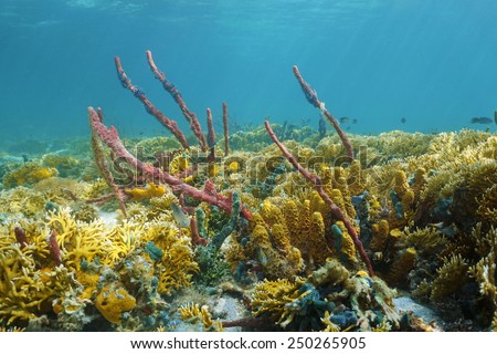 Caribbean coral reef underwater with colorful sea sponges and fire corals colonies, Bocas del Toro, Panama