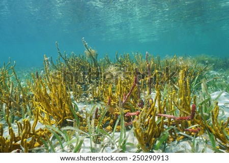 Colorful seabed in shallow water with rope sponges, Caribbean sea, Panama