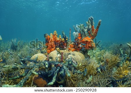 Lush Caribbean coral reef underwater composed of a high diversity of sea life including corals and sponges, Panama