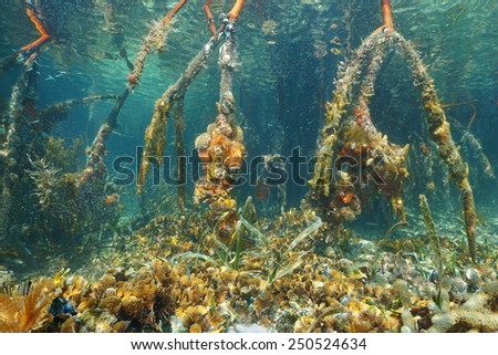Mangrove roots under the water in the Caribbean sea with corals on the seabed, Panama