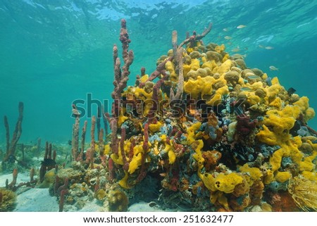 Multi colored sea sponges underwater in a coral reef of the Caribbean sea