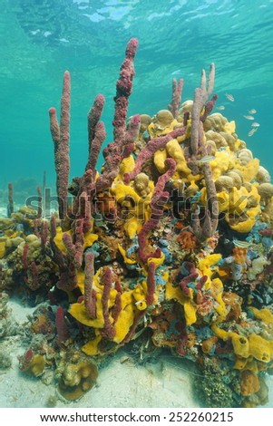 Multicolored sea sponges underwater in a coral reef of the Caribbean sea