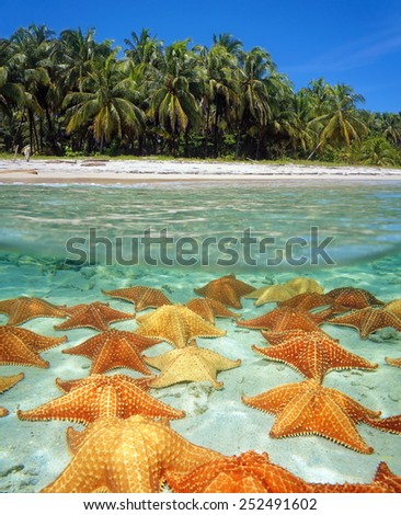Over-under on the shore of a tropical beach with coconut trees and many starfish underwater on sandy seafloor