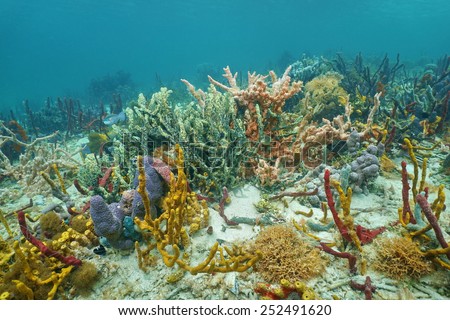 High diversity of colorful sponges under the sea in a Caribbean coral reef, Central America, Panama