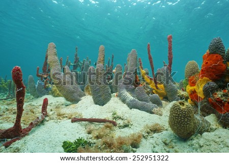 Sea sponges underwater mostly branching tube sponge, on sandy seabed of the Caribbean sea