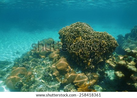 Underwater scenery of a stony coral reef in the Caribbean sea
