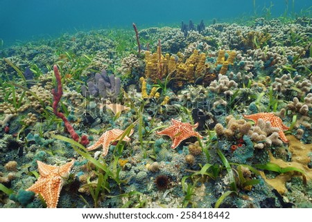 Colorful ocean floor with starfish and sea sponge in a Caribbean coral reef, natural scene