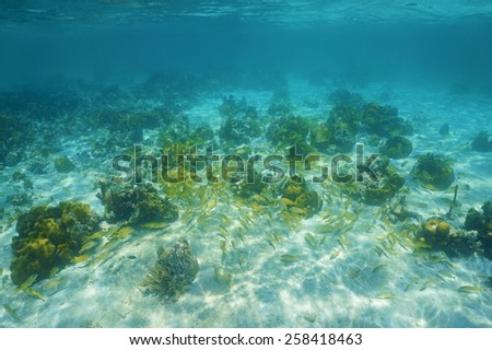 Underwater landscape with corals and a shoal of grunt fish in the Caribbean sea