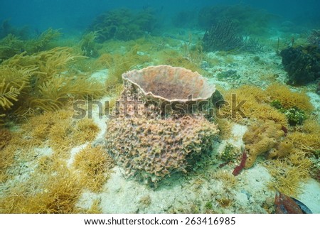Underwater creature, Giant barrel sponge, Xestospongia muta, on sea floor of the Caribbean sea