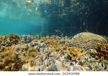 Shallow seafloor with Thin leaf lettuce coral and Brain coral near mangrove, Caribbean sea, Panama