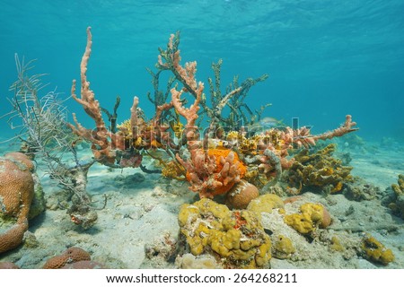 Colorful sea life underwater with sponges tangled with corals on seabed of the Caribbean sea