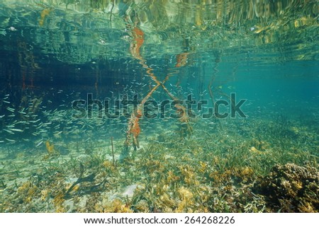 School of juvenile fish in shallow water near mangrove roots, Caribbean sea, Panama