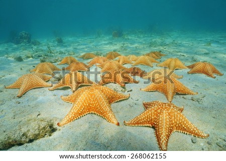 Under the sea on sandy seabed with a group of starfish in the Caribbean, Panama, Central America