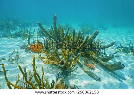 Underwater marine life on sandy seabed of the Caribbean sea, mostly branching vase sponge and scattered pore rope sponge