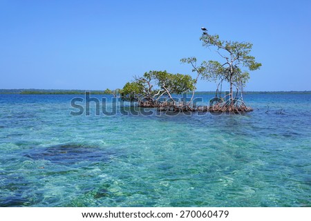 Seascape with secluded mangrove trees in the Caribbean sea, Panama, Central America