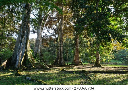 Large tropical fig trees on the Caribbean side of Panama, Bocas del Toro, Central America
