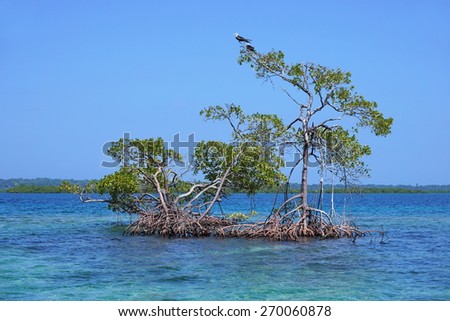Red mangrove trees in water of the Caribbean sea, archipelago of Bocas del Toro, Panama, Central America