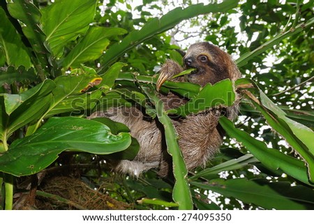 Young three-toed sloth eating a leaf in the jungle of Costa Rica, wild animal, Central America