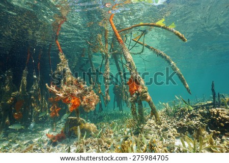 Underwater roots of red mangrove, Rhizophora mangle, in the Caribbean sea, Panama