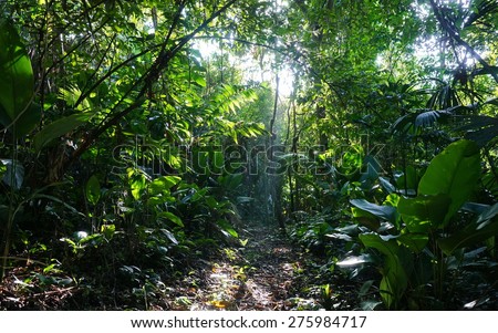 Footpath in the jungle of Costa Rica with sunlight through lush foliage, natural scene, Manzanillo, Caribbean