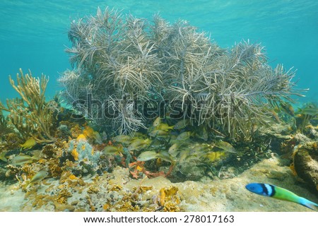 Underwater life, large sea plume soft coral with a school of grunt fish in a Caribbean reef, Central America, Panama