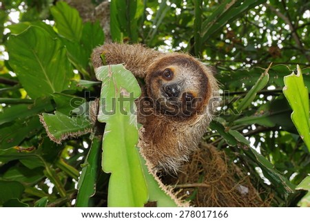 Cute three-toed sloth looking at camera in a jungle tree, wild animal, Costa Rica, Central America