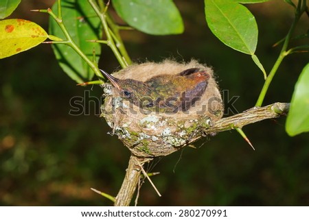 Young bird of rufous-tailed hummingbird in the nest, Panama, Central America