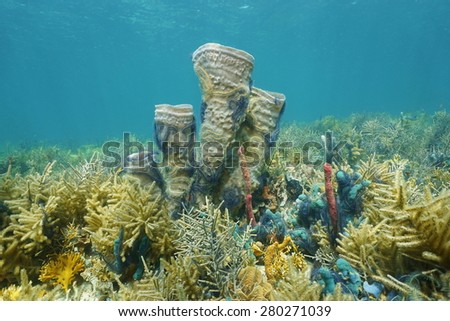 Coral reef underwater in the Caribbean sea with branching vase sponge colonized by brittle stars