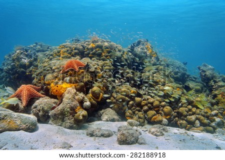 underwater coral reef with shoal of small fish and starfish, Caribbean sea, Panama