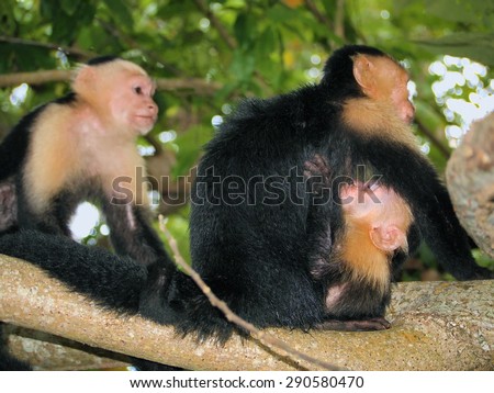 White-faced capuchin monkey with mother nursing its baby, national park of Cahuita, Caribbean, Costa Rica