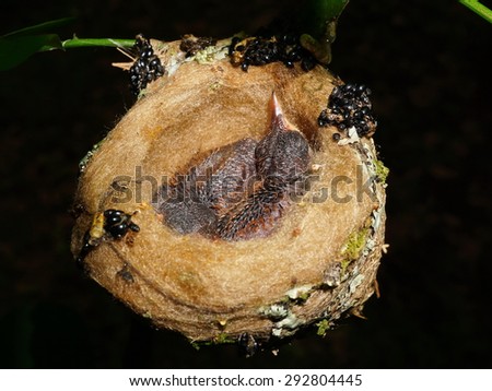 Two baby bird of rufous-tailed hummingbird in the nest, Central America, Panama