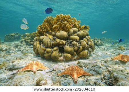 Underwater marine life on a shallow seabed with starfish, reef fish and corals, Caribbean sea, Mexico