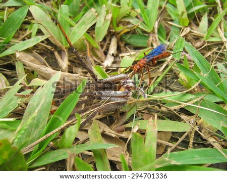 Tarantula hawk wasp dragging its paralyzed prey, Costa Rica, Central America