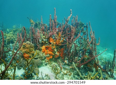 Colorful sea sponge animals underwater, mostly red tree sponge in a Caribbean coral reef, Mexico