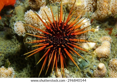 Live specimen of a reef urchin, Echinometra viridis, underwater in the Caribbean sea, Panama