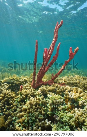 Red tree sponge underwater in a Caribbean coral reef, Central America, Panama